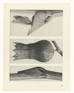 Pflanzenstudie (Urformen der Kunst)