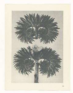 Pflanzenstudie (Urformen der Kunst) von Karl Blossfeldt