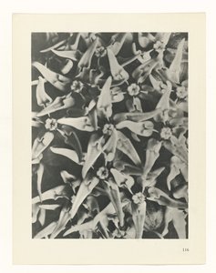 Pflanzenstudie (Urformen der Kunst) von Karl Blossfeldt