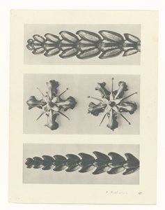 Pflanzenstudie (Urformen der Kunst) von Karl Blossfeldt