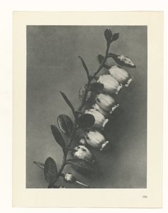 Pflanzenstudie (Urformen der Kunst)