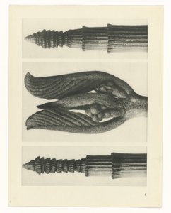 Pflanzenstudie (Urformen der Kunst) von Karl Blossfeldt