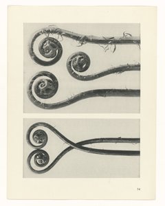 Pflanzenstudie (Urformen der Kunst) von Karl Blossfeldt