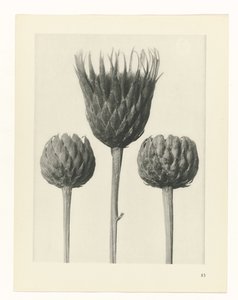 Pflanzenstudie (Urformen der Kunst)