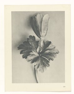 Pflanzenstudie Urformen der Kunst (Serientitel) von Karl Blossfeldt