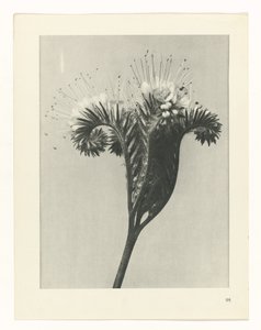 Pflanzenstudie Urformen der Kunst (Serientitel) von Karl Blossfeldt