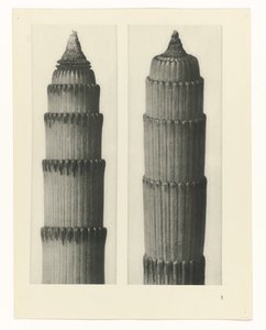 Pflanzenstudie Urformen der Kunst (Serientitel) von Karl Blossfeldt