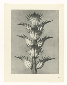Pflanzenstudie Urformen der Kunst (Serientitel)