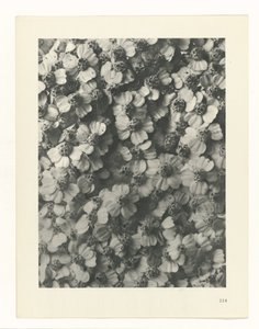 Pflanzenstudie Urformen der Kunst (Serientitel) von Karl Blossfeldt