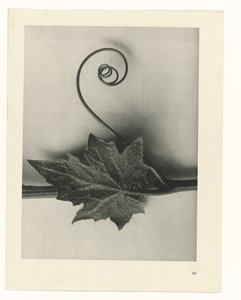Pflanzenstudie Urformen der Kunst (Serientitel) von Karl Blossfeldt