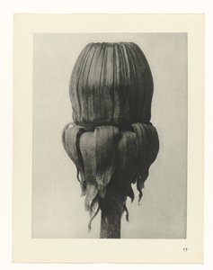 Pflanzenstudie Urformen der Kunst (Serientitel)