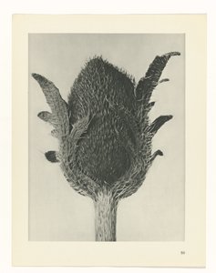 Pflanzenstudie Urformen der Kunst (Serientitel)