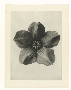 Pflanzenstudie Urformen der Kunst (Serientitel) von Karl Blossfeldt