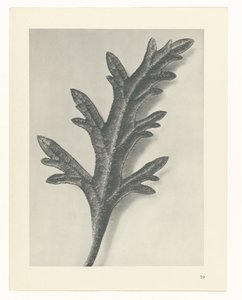 Pflanzenstudie Urformen der Kunst (Serientitel)