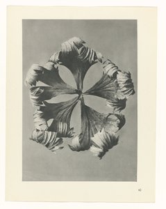Pflanzenstudie Urformen der Kunst (Serientitel) von Karl Blossfeldt