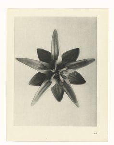 Pflanzenstudie Urformen der Kunst (Serientitel) von Karl Blossfeldt