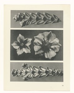 Pflanzenstudie Urformen der Kunst (Serientitel) von Karl Blossfeldt