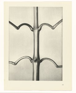 Pflanzenstudie Urformen der Kunst (Serientitel) von Karl Blossfeldt
