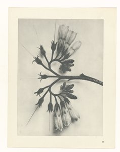 Pflanzenstudie Urformen der Kunst (Serientitel) von Karl Blossfeldt