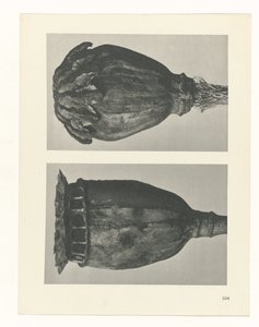 Pflanzenstudie Urformen der Kunst (Serientitel)