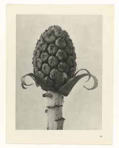 Pflanzenstudie Urformen der Kunst (Serientitel)