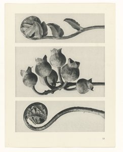 Pflanzenstudie Urformen der Kunst (Serientitel)