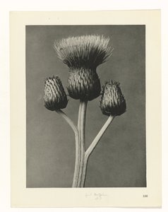 Pflanzenstudie Urformen der Kunst (Serientitel)