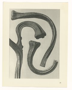 Pflanzenstudie Urformen der Kunst (Serientitel) von Karl Blossfeldt
