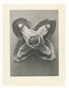 Pflanzenstudie Urformen der Kunst (Serientitel) von Karl Blossfeldt