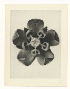 Pflanzenstudie Urformen der Kunst (Serientitel) von Karl Blossfeldt