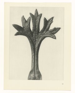 Pflanzenstudie Urformen der Kunst (Serientitel) von Karl Blossfeldt
