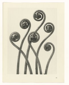 Pflanzenstudie (Urformen der Kunst)
