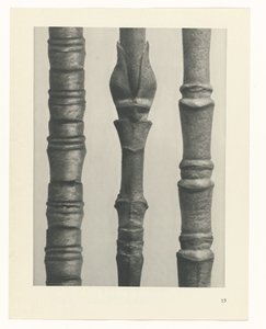 Pflanzenstudie (Urformen der Kunst)