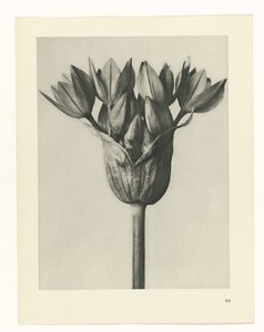 Pflanzenstudie (Urformen der Kunst) von Karl Blossfeldt