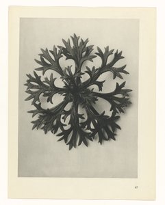 Pflanzenstudie (Urformen der Kunst) von Karl Blossfeldt