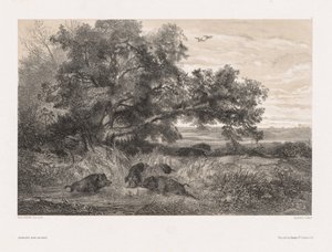 Tiere und Landschaft nach der Natur: Wildschwein in einem Teich von Karl Bodmer