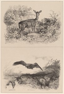 Hirsch, Adler von Karl Bodmer