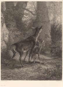 Hirschkuh und Rehkitz von Karl Bodmer