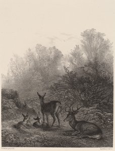 Rehe in Ruhe von Karl Bodmer