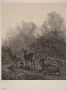 Rehe in Ruhe von Karl Bodmer