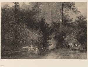 Enten