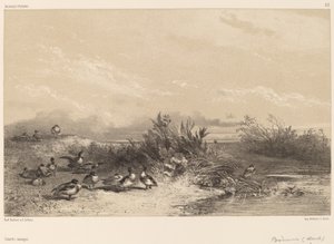 Wilde Enten von Karl Bodmer
