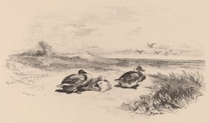Wildenten von Karl Bodmer