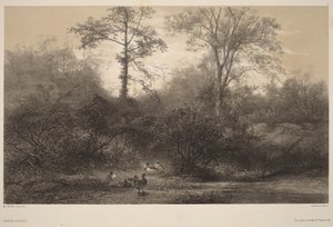 Wilde Enten von Karl Bodmer