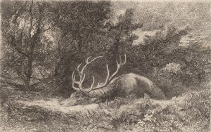 Cerf a la Reposee von Karl Bodmer