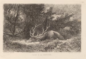 Hirsch in Ruhe von Karl Bodmer