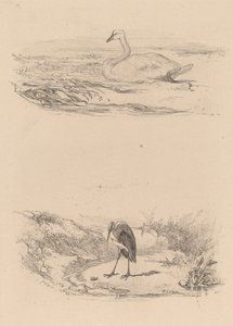 Schwan, Reiher