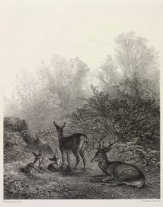 Hirsch in Ruhe