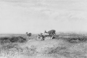  von Karl Bodmer
