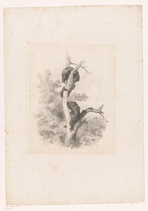 Drei Bären in einem Baum von Karl Bodmer